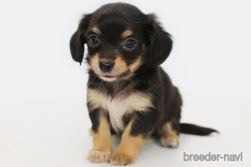 成約済の神奈川県のチワックス:チワワ×ミニチュアダックスフンド-309586の1枚目